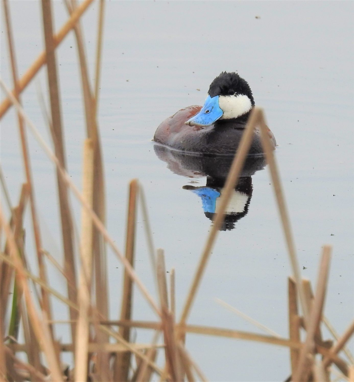 The Rudy Duck